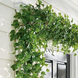 a green plant growing on the side of a door frame in front of a white house