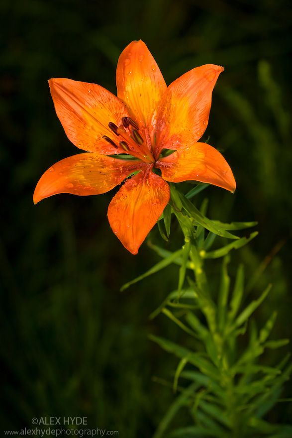 an orange flower with green leaves in the background