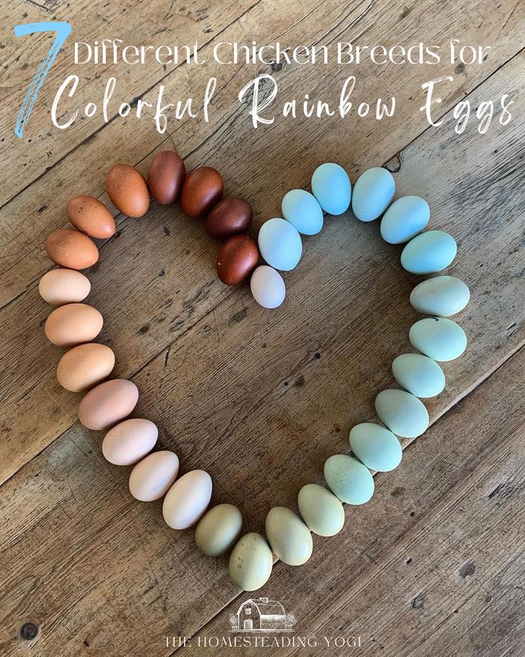 several different colored eggs arranged in the shape of a heart on a wooden floor with text that reads 7 different chicken breeds for colorful rainbow eggs