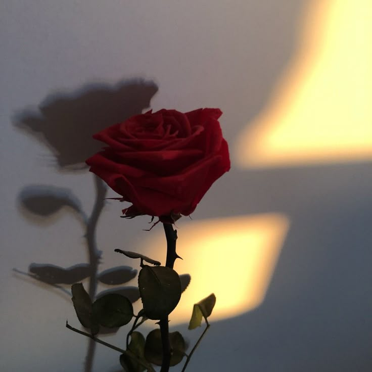 a single red rose sitting on top of a table next to a shadow cast wall