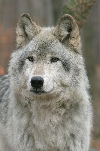 a gray wolf standing in the woods looking at the camera with an alert look on his face