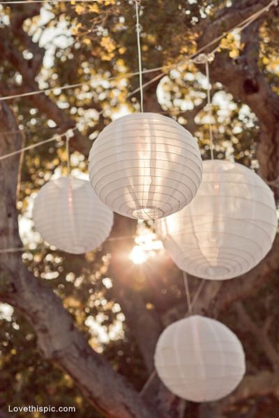 three white paper lanterns hanging from a tree