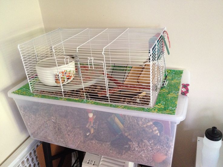 a small caged animal is sitting on top of a shelf in the corner of a room