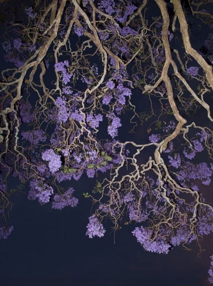 tree branches with purple flowers in the night sky