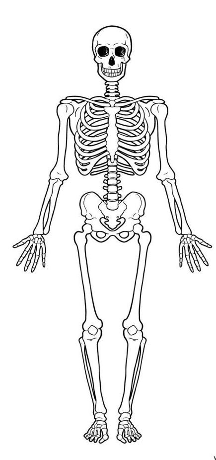 the skeleton is shown in black and white