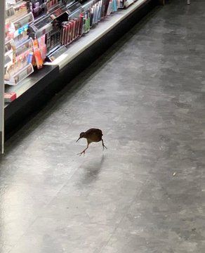 a bird is standing on the floor in front of a book store display case filled with books