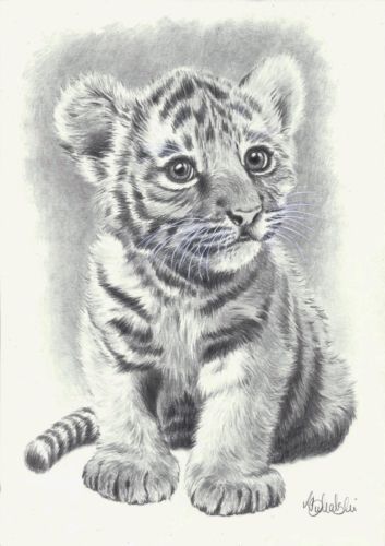 a pencil drawing of a baby tiger cub