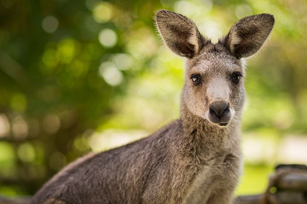 a close up of a kangaroo with trees in the background