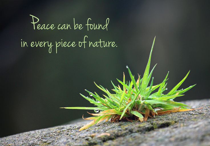 a small green plant sitting on top of a stone wall next to a quote that says peace can be found in every piece of nature