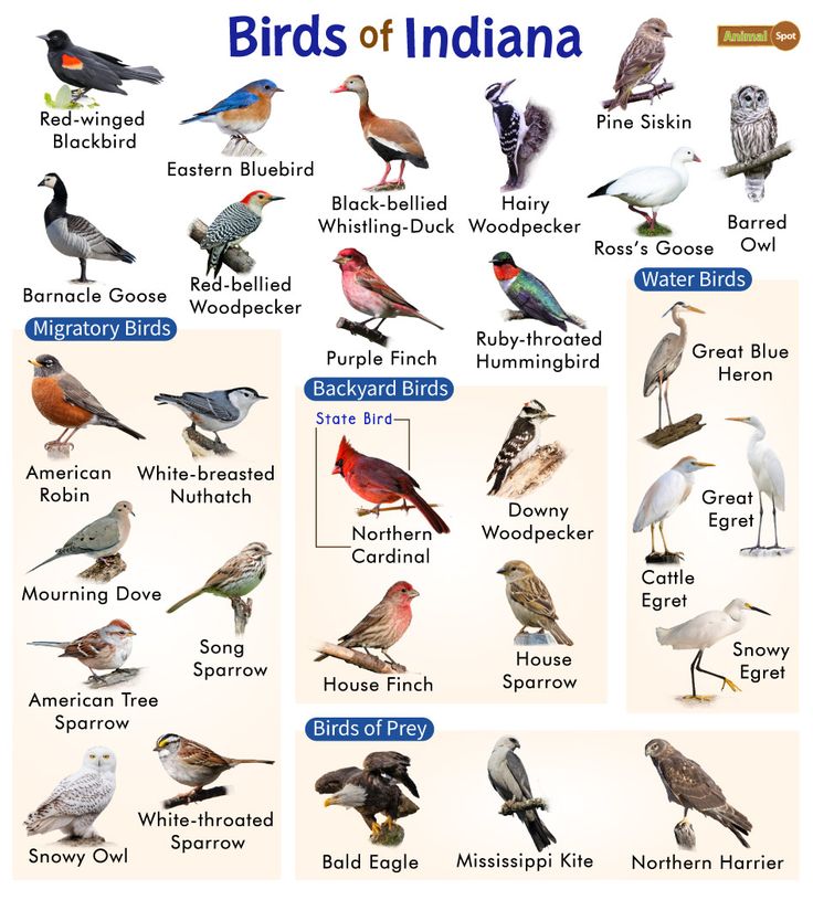 the birds of indiana are shown in this poster