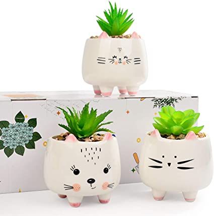 three cat planters with succulents in them sitting next to a box