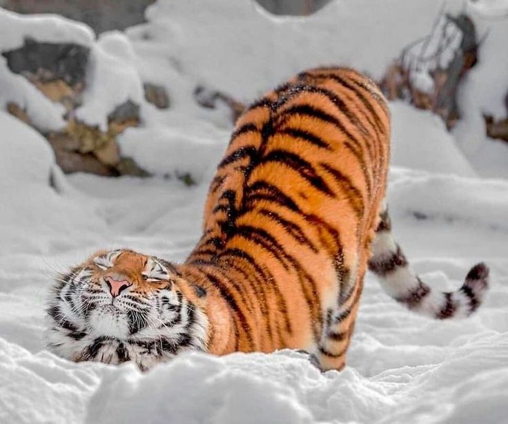 a tiger is walking through the snow