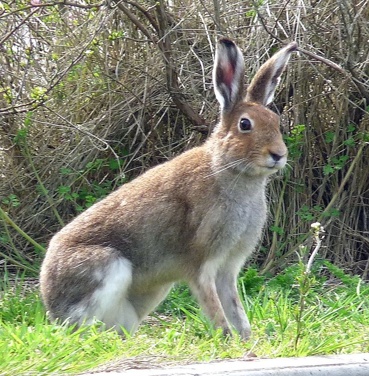 a rabbit is standing in the grass near some bushes