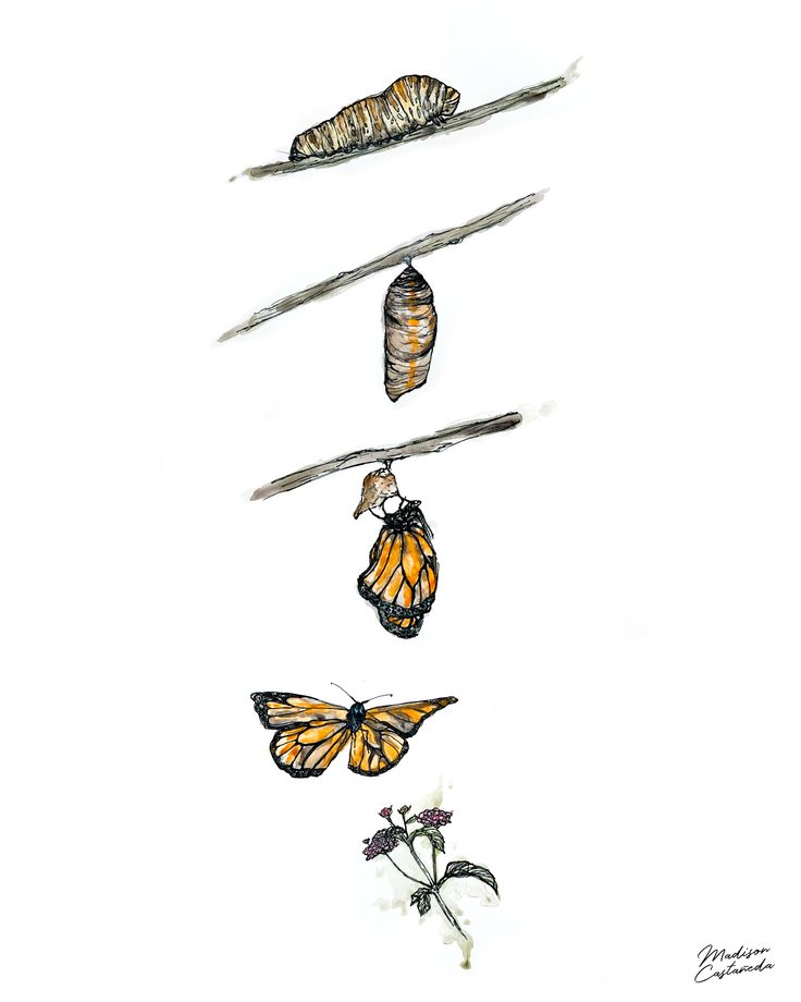 three monarch butterflies hanging upside down on the branch with their puppies attached to them