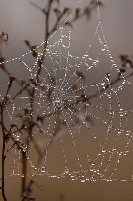 dew covered spider web in the middle of a plant with drops of water on it