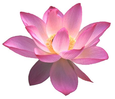 a pink lotus flower in a gold frame on a white background, with the center yellow stamen