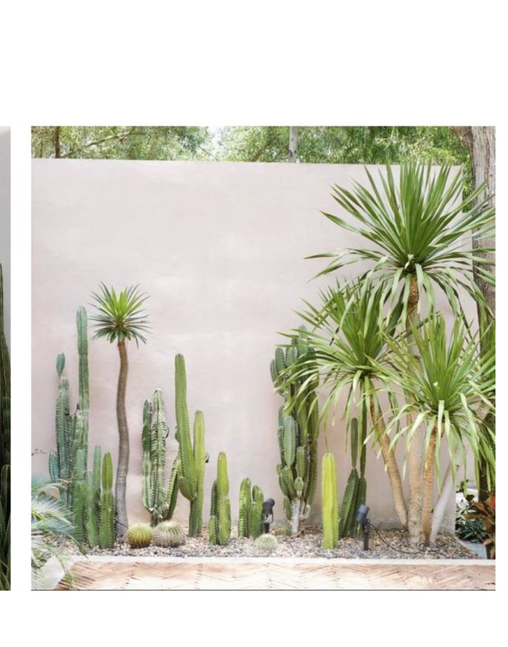 several different types of cactus plants in front of a white wall with trees and bushes