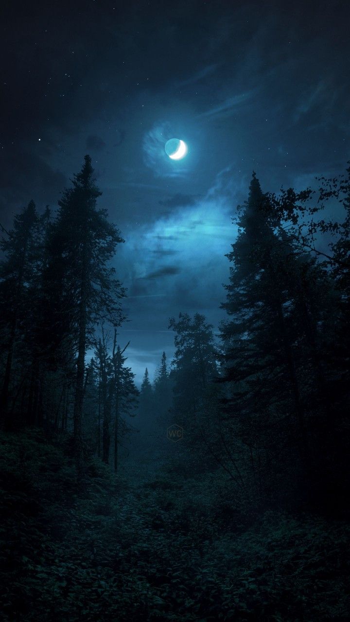 a full moon is seen in the night sky over a forest with trees and bushes