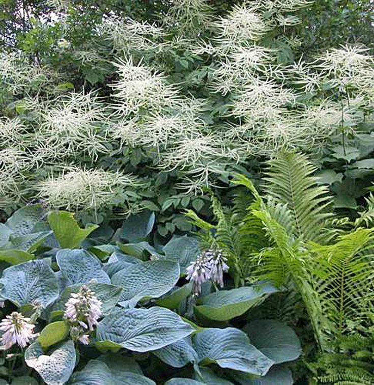 some white flowers and green plants in the grass