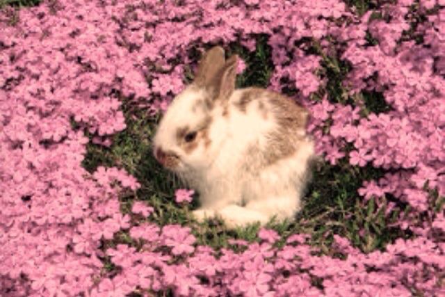 a rabbit is sitting in the middle of pink flowers