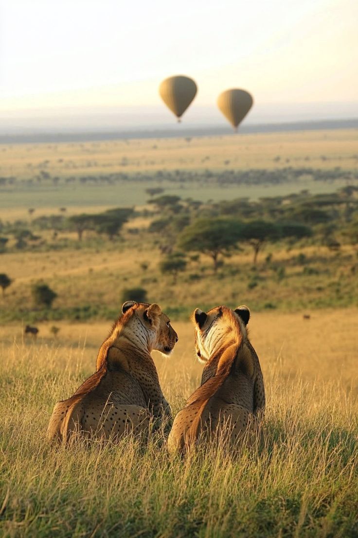 two lions sitting in tall grass with hot air balloons flying over the plains behind them