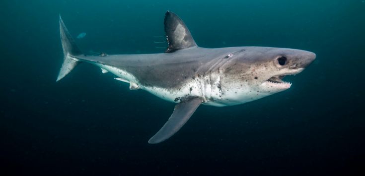 a large white shark swimming in the ocean