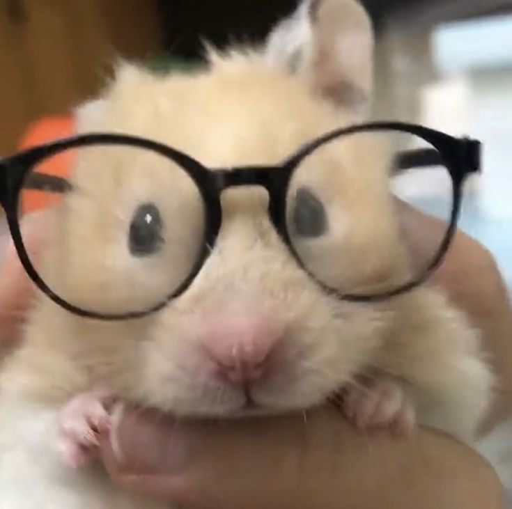 a hamster wearing glasses while being held by someone