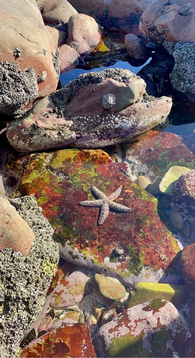 rocks covered in algae and starfish are seen here on the shore at low tide