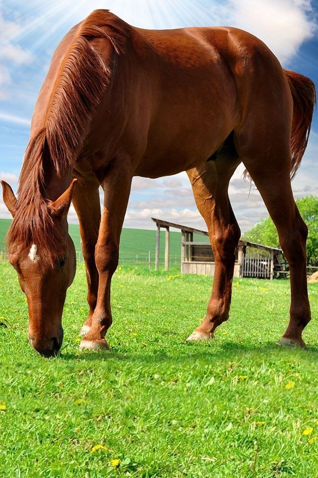 a brown horse eating grass in a field