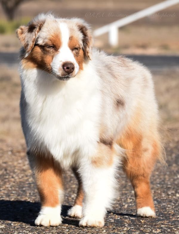 a brown and white dog standing on top of a gravel road