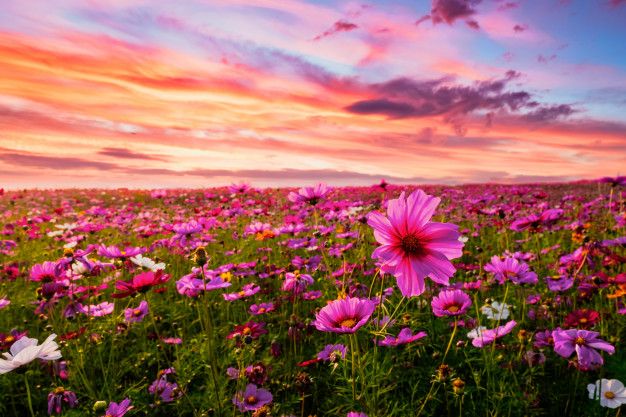 a field full of purple flowers under a colorful sky