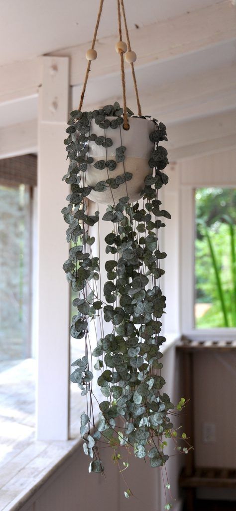 a plant hanging from the ceiling in a room