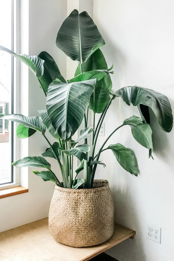 a potted plant sitting on top of a wooden shelf in front of a window