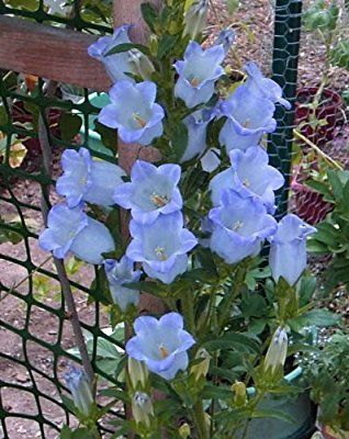 blue flowers are growing in a pot on the side of a fenced in area