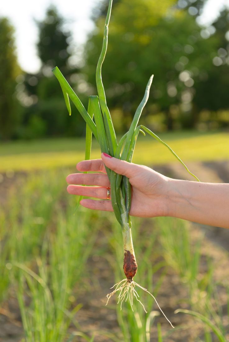 a person holding up some green plants in their hand