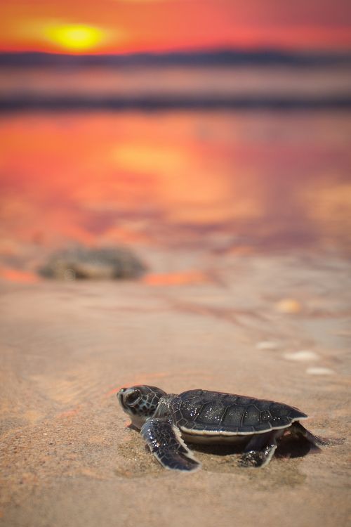 a baby turtle crawling into the sand at sunset