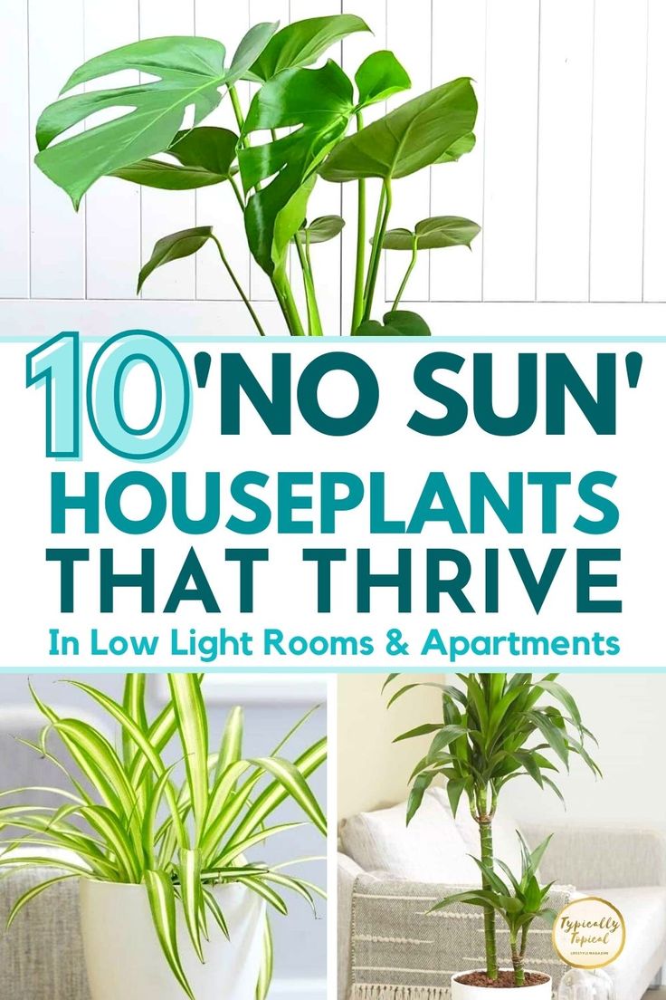 there are plants in the living room with text overlay that reads, 10 no sun houseplants that arrive in low light rooms & apartments