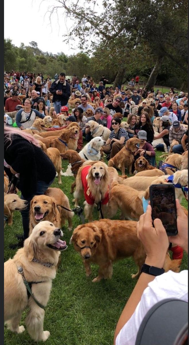 a large group of dogs standing on top of a lush green field next to people