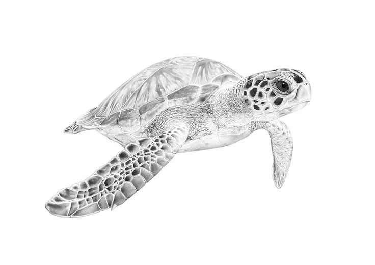 a black and white photo of a sea turtle in the air with it's head turned to the side