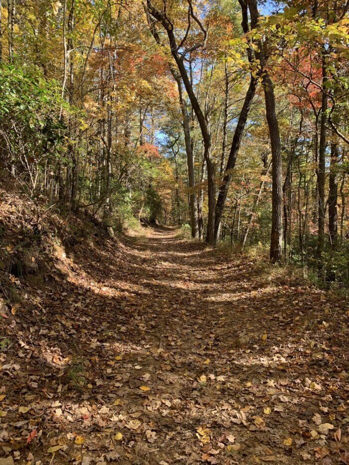 a dirt road surrounded by trees and leaves