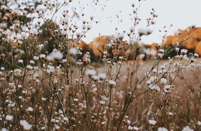 some very pretty flowers in a big grassy field