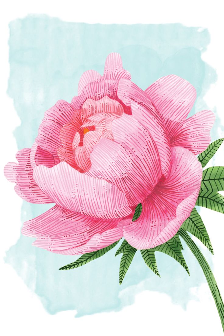 A pink peony flower illustration art, original painted using watercolour and gouache paints which has then been turned into a high quality A4 art print for you to enjoy. Peony Flowers Drawing, Pink Flower Illustration, Peonies Illustration, Spring Illustrations, 2024 Journal, Peony Wall Art, Art Booth, Peony Drawing, Peony Illustration