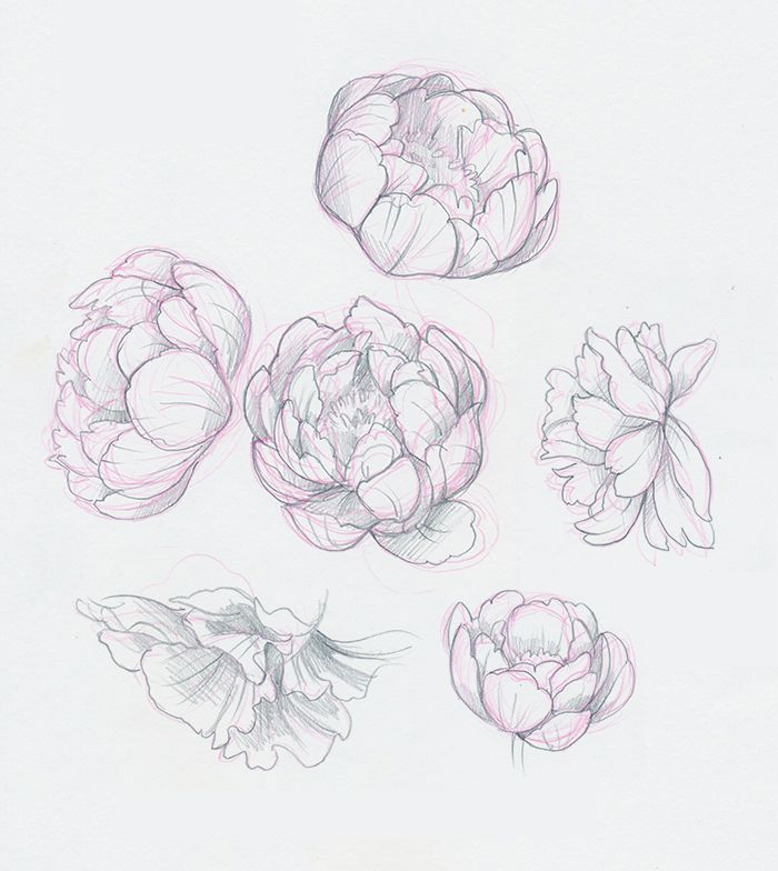 some drawings of flowers are shown in this drawing class photo provided by the artist and used under creative commons