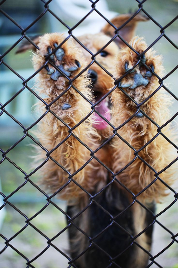 two dogs sticking their heads out through a chain link fence, looking up at the camera