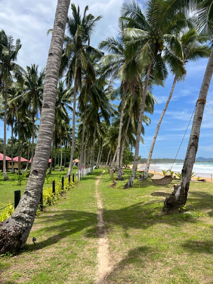 the path to the beach is lined with palm trees