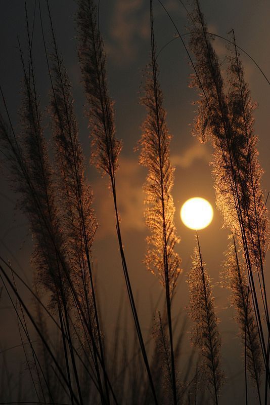 the sun shines brightly through tall grass in front of a black and white sky