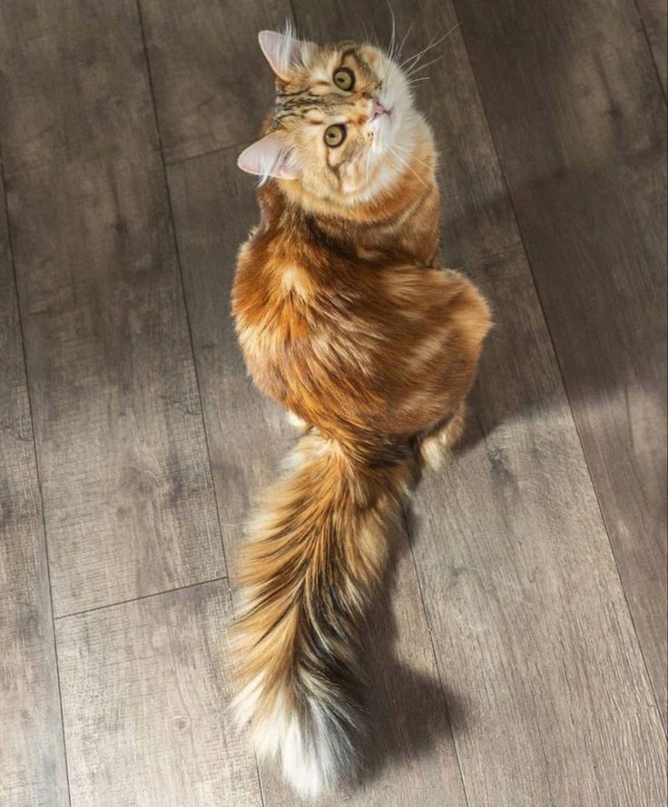 an orange and white cat standing on its hind legs with it's tail curled up