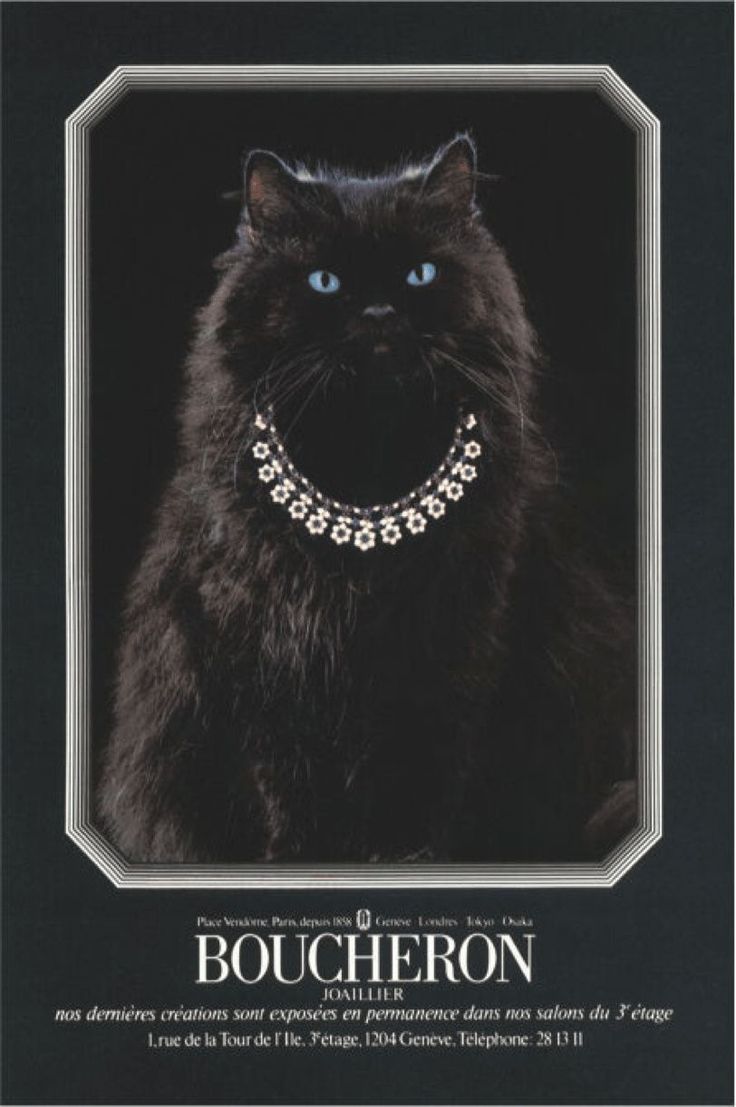 Boucheron cat Boucheron Jewelry, Jewellery Advertising, The Shah Of Iran, Alexandra Feodorovna, Stone Engraving, Blue City, Opening A Boutique, Persian Cat, Latest Jewellery