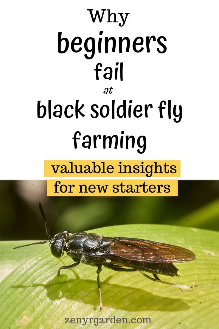 a fly sitting on top of a green leaf next to the words why beginners fail black soldier fly farming