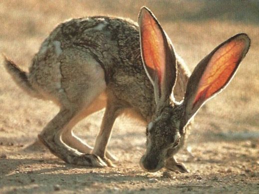 a small brown and white rabbit eating something off the ground